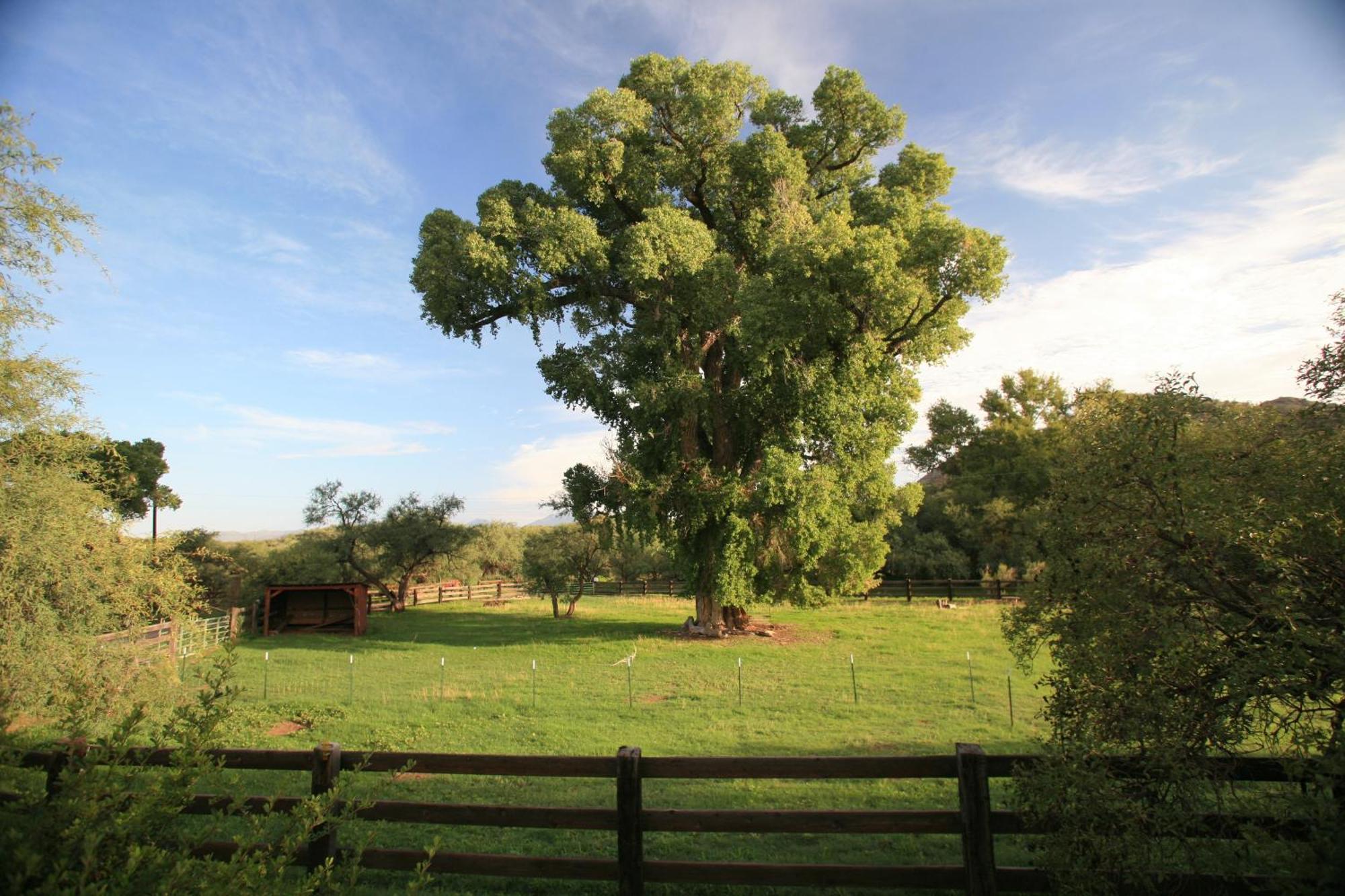 Patagonia Spirit Tree Inn B&B מראה חיצוני תמונה